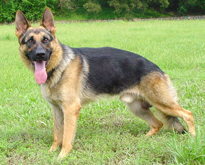 types of k9 dogs